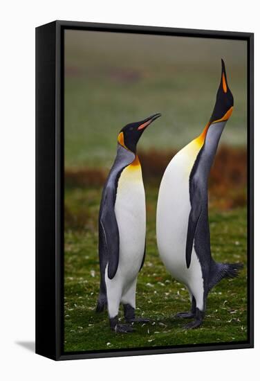 Pair of Penguins. Small and Big Bird. Male and Female of Penguin. King Penguin Couple Cuddling in W-Ondrej Prosicky-Framed Premier Image Canvas