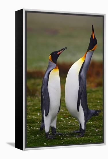 Pair of Penguins. Small and Big Bird. Male and Female of Penguin. King Penguin Couple Cuddling in W-Ondrej Prosicky-Framed Premier Image Canvas