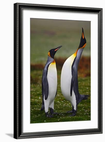 Pair of Penguins. Small and Big Bird. Male and Female of Penguin. King Penguin Couple Cuddling in W-Ondrej Prosicky-Framed Photographic Print