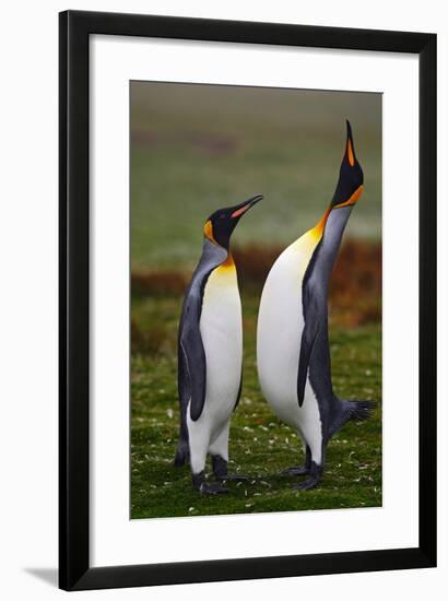 Pair of Penguins. Small and Big Bird. Male and Female of Penguin. King Penguin Couple Cuddling in W-Ondrej Prosicky-Framed Photographic Print