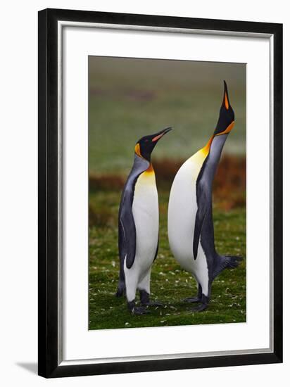 Pair of Penguins. Small and Big Bird. Male and Female of Penguin. King Penguin Couple Cuddling in W-Ondrej Prosicky-Framed Photographic Print