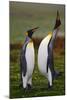 Pair of Penguins. Small and Big Bird. Male and Female of Penguin. King Penguin Couple Cuddling in W-Ondrej Prosicky-Mounted Photographic Print