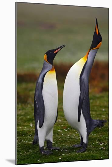 Pair of Penguins. Small and Big Bird. Male and Female of Penguin. King Penguin Couple Cuddling in W-Ondrej Prosicky-Mounted Photographic Print