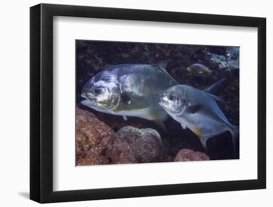 Pair of Permit (Trachinotus Falcatus)-Stephen Frink-Framed Photographic Print