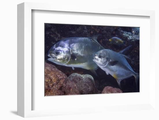 Pair of Permit (Trachinotus Falcatus)-Stephen Frink-Framed Photographic Print