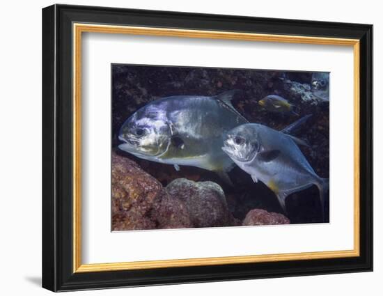 Pair of Permit (Trachinotus Falcatus)-Stephen Frink-Framed Photographic Print