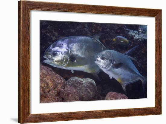 Pair of Permit (Trachinotus Falcatus)-Stephen Frink-Framed Photographic Print