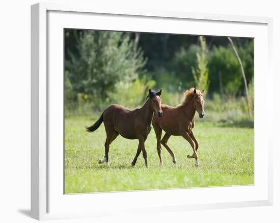 Pair of Peruvian Paso Colts-DLILLC-Framed Photographic Print