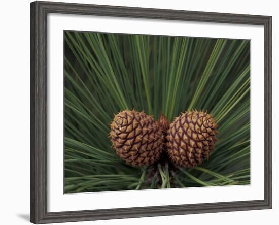 Pair of Pine Cones in Nevada State Park, Lake Tahoe, USA-Adam Jones-Framed Photographic Print