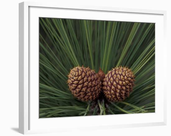 Pair of Pine Cones in Nevada State Park, Lake Tahoe, USA-Adam Jones-Framed Photographic Print