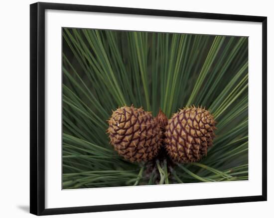 Pair of Pine Cones in Nevada State Park, Lake Tahoe, USA-Adam Jones-Framed Photographic Print