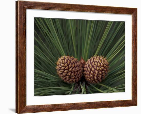 Pair of Pine Cones in Nevada State Park, Lake Tahoe, USA-Adam Jones-Framed Photographic Print