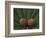 Pair of Pine Cones in Nevada State Park, Lake Tahoe, USA-Adam Jones-Framed Photographic Print