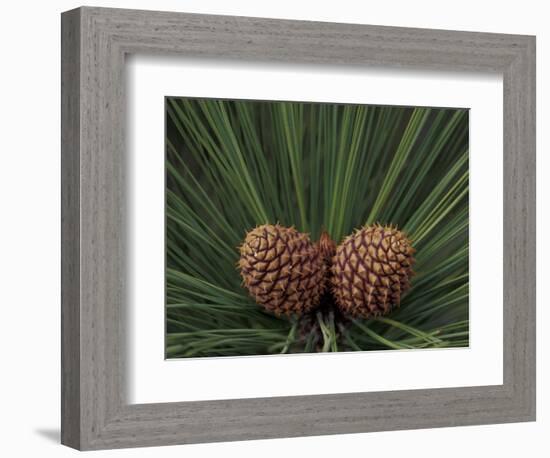 Pair of Pine Cones in Nevada State Park, Lake Tahoe, USA-Adam Jones-Framed Photographic Print