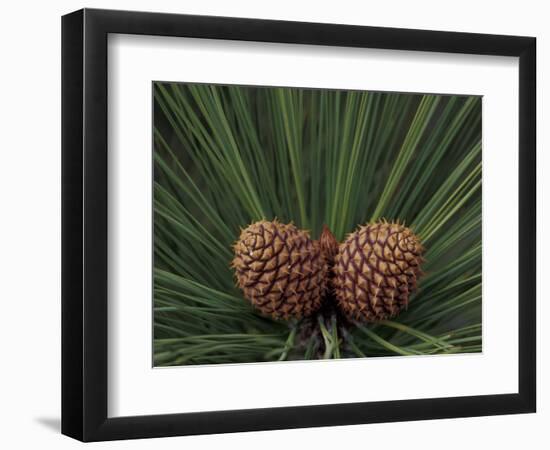 Pair of Pine Cones in Nevada State Park, Lake Tahoe, USA-Adam Jones-Framed Photographic Print