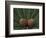 Pair of Pine Cones in Nevada State Park, Lake Tahoe, USA-Adam Jones-Framed Photographic Print