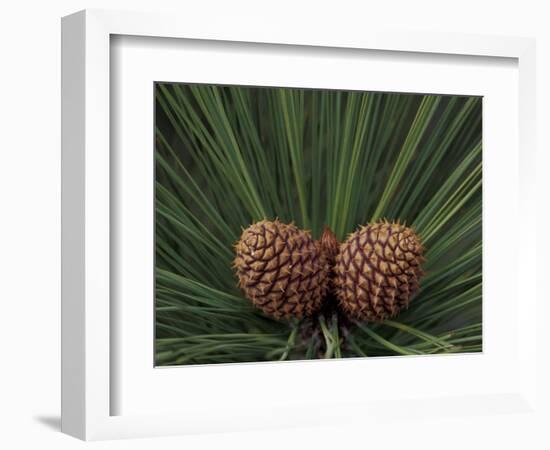 Pair of Pine Cones in Nevada State Park, Lake Tahoe, USA-Adam Jones-Framed Photographic Print