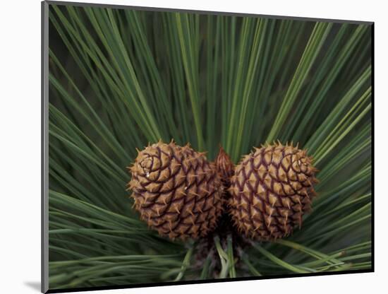 Pair of Pine Cones in Nevada State Park, Lake Tahoe, USA-Adam Jones-Mounted Photographic Print