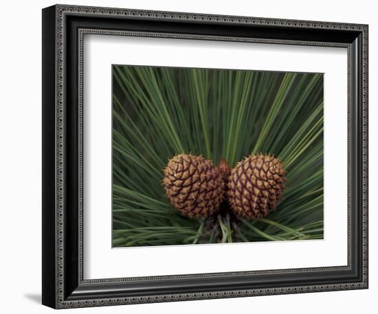 Pair of Pine Cones in Nevada State Park, Lake Tahoe, USA-Adam Jones-Framed Photographic Print