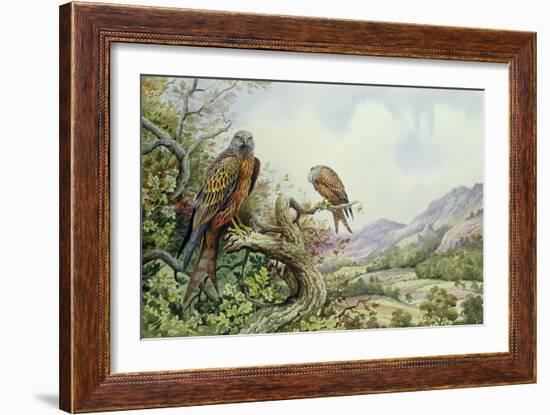 Pair of Red Kites in an Oak Tree-Carl Donner-Framed Giclee Print