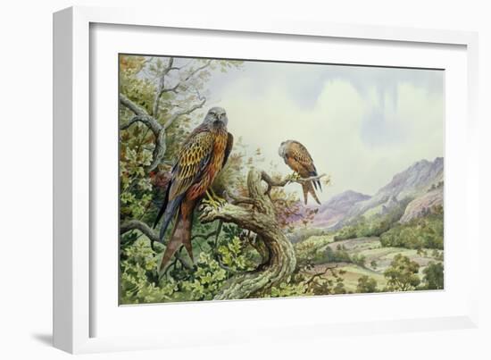 Pair of Red Kites in an Oak Tree-Carl Donner-Framed Giclee Print