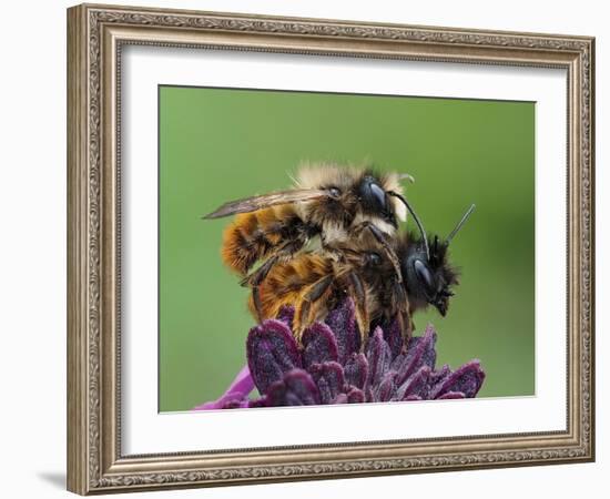 Pair of Red mason bees mating on wallflower in garden, UK-Andy Sands-Framed Photographic Print