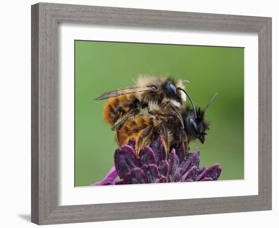 Pair of Red mason bees mating on wallflower in garden, UK-Andy Sands-Framed Photographic Print