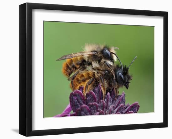 Pair of Red mason bees mating on wallflower in garden, UK-Andy Sands-Framed Photographic Print