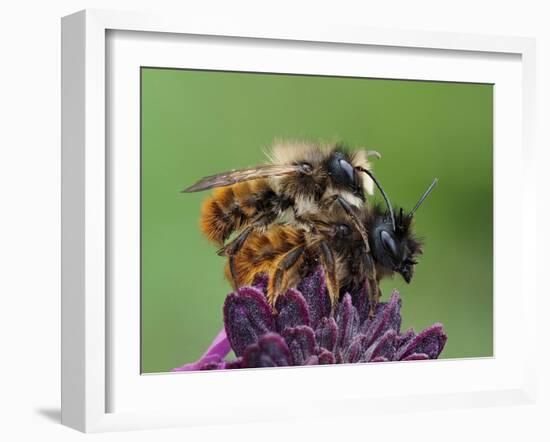Pair of Red mason bees mating on wallflower in garden, UK-Andy Sands-Framed Photographic Print