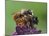 Pair of Red mason bees mating on wallflower in garden, UK-Andy Sands-Mounted Photographic Print