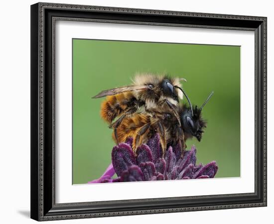 Pair of Red mason bees mating on wallflower in garden, UK-Andy Sands-Framed Photographic Print