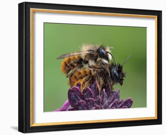 Pair of Red mason bees mating on wallflower in garden, UK-Andy Sands-Framed Photographic Print