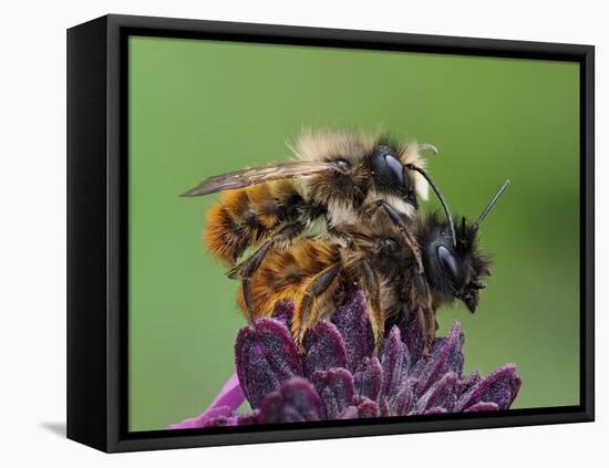 Pair of Red mason bees mating on wallflower in garden, UK-Andy Sands-Framed Premier Image Canvas