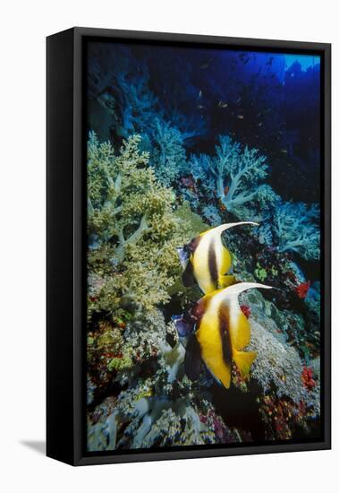 Pair of Red Sea Bannerfish at Daedalus Reef, Red Sea, Egypt-Ali Kabas-Framed Premier Image Canvas
