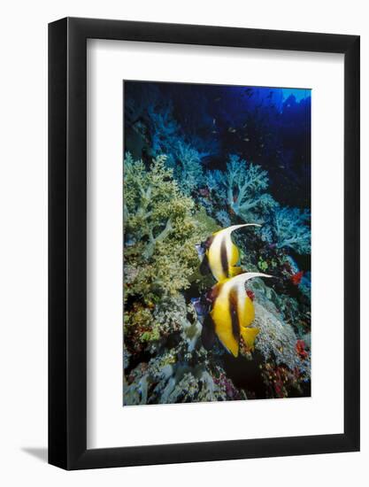 Pair of Red Sea Bannerfish at Daedalus Reef, Red Sea, Egypt-Ali Kabas-Framed Photographic Print