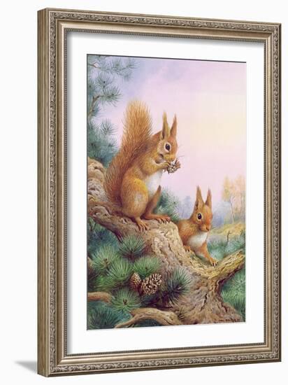 Pair of Red Squirrels on a Scottish Pine-Carl Donner-Framed Giclee Print