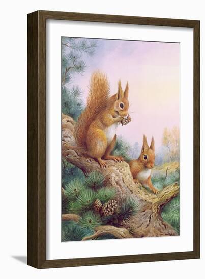 Pair of Red Squirrels on a Scottish Pine-Carl Donner-Framed Giclee Print