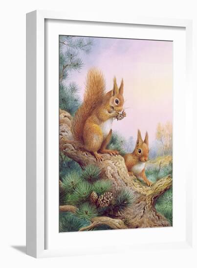 Pair of Red Squirrels on a Scottish Pine-Carl Donner-Framed Giclee Print