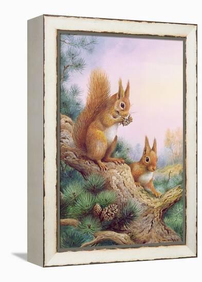 Pair of Red Squirrels on a Scottish Pine-Carl Donner-Framed Premier Image Canvas