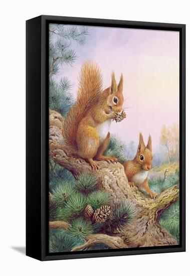 Pair of Red Squirrels on a Scottish Pine-Carl Donner-Framed Premier Image Canvas