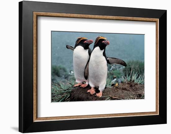 Pair Of Rock-Hopper Penguins-null-Framed Art Print