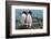 Pair Of Rock-Hopper Penguins-null-Framed Art Print