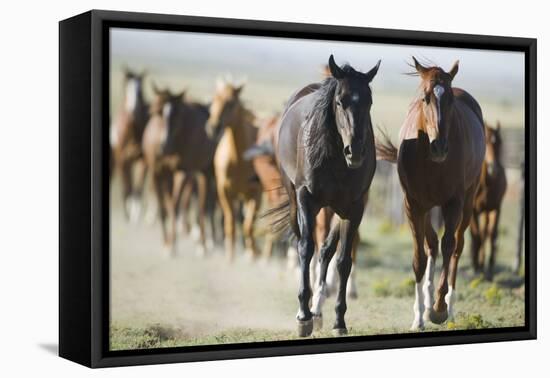 Pair of Running Quarter Horses-DLILLC-Framed Premier Image Canvas