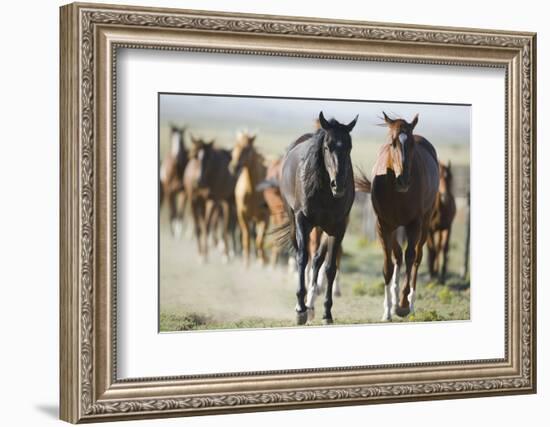 Pair of Running Quarter Horses-DLILLC-Framed Photographic Print