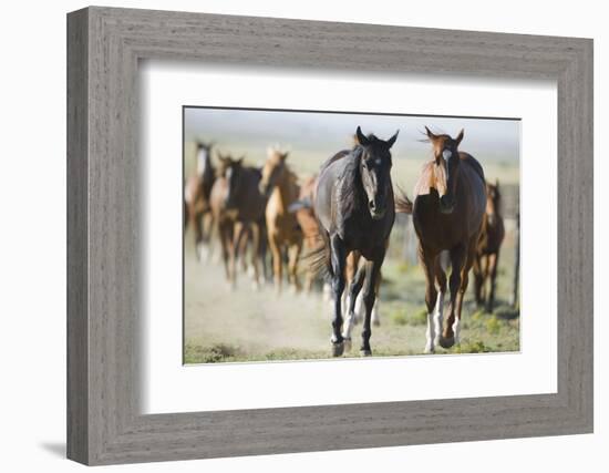 Pair of Running Quarter Horses-DLILLC-Framed Photographic Print