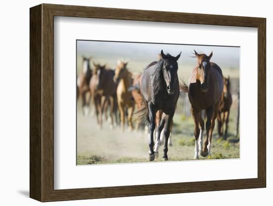 Pair of Running Quarter Horses-DLILLC-Framed Photographic Print