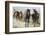 Pair of Running Quarter Horses-DLILLC-Framed Photographic Print