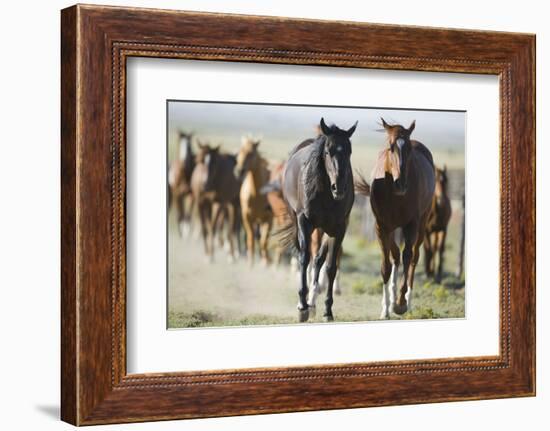 Pair of Running Quarter Horses-DLILLC-Framed Photographic Print