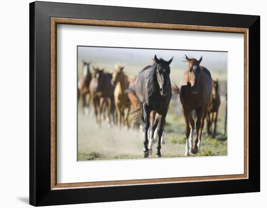 Pair of Running Quarter Horses-DLILLC-Framed Photographic Print