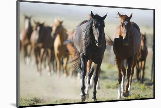 Pair of Running Quarter Horses-DLILLC-Mounted Photographic Print